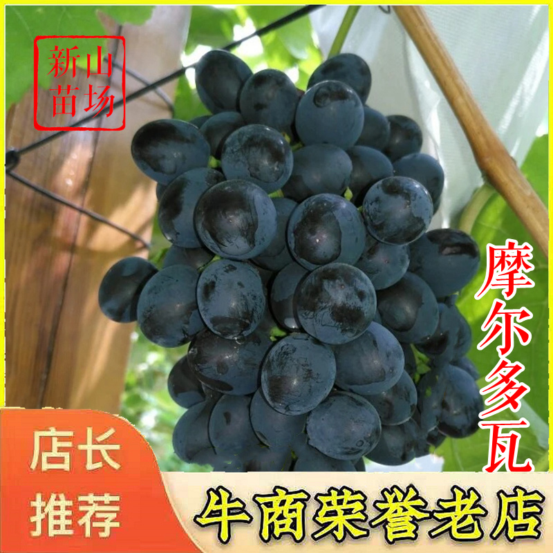 摩尔多瓦葡萄苗秋黑酿酒扦插葡萄树苗