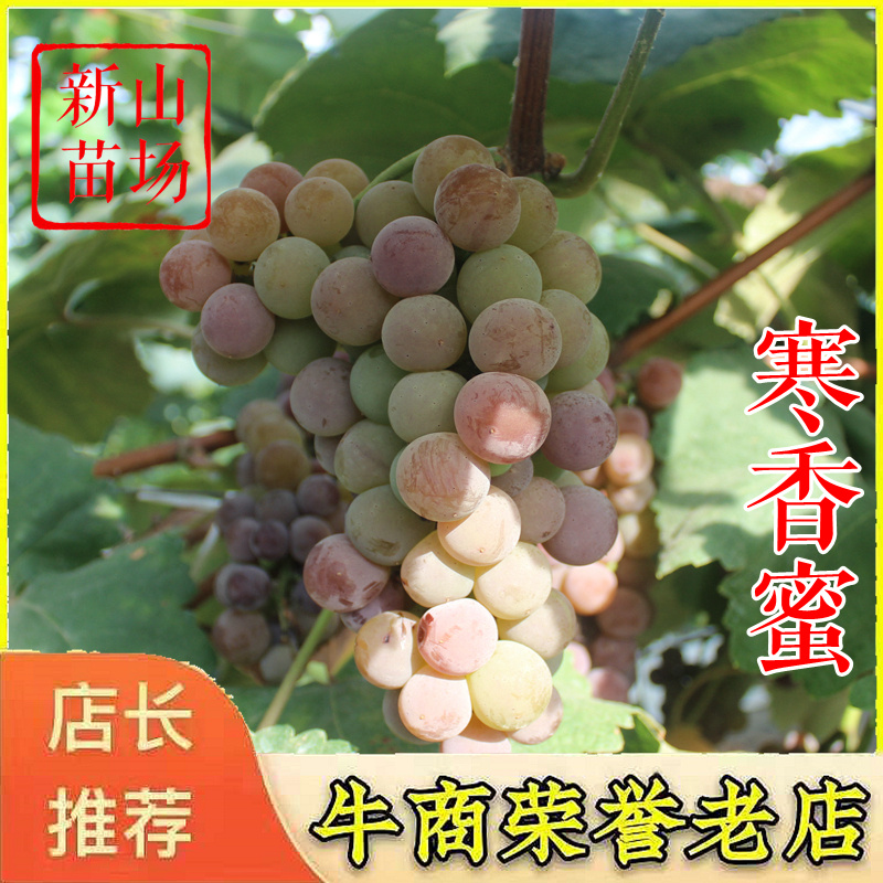 寒香蜜葡萄苗无核葡萄树苗适合阳台族扦插嫁接葡萄树苗