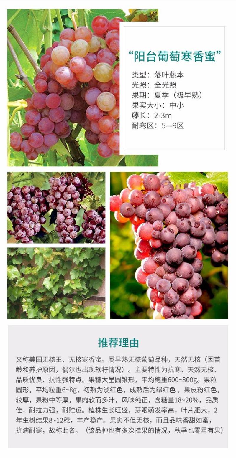 寒香蜜葡萄苗无核葡萄树苗适合阳台族扦插嫁接葡萄树苗