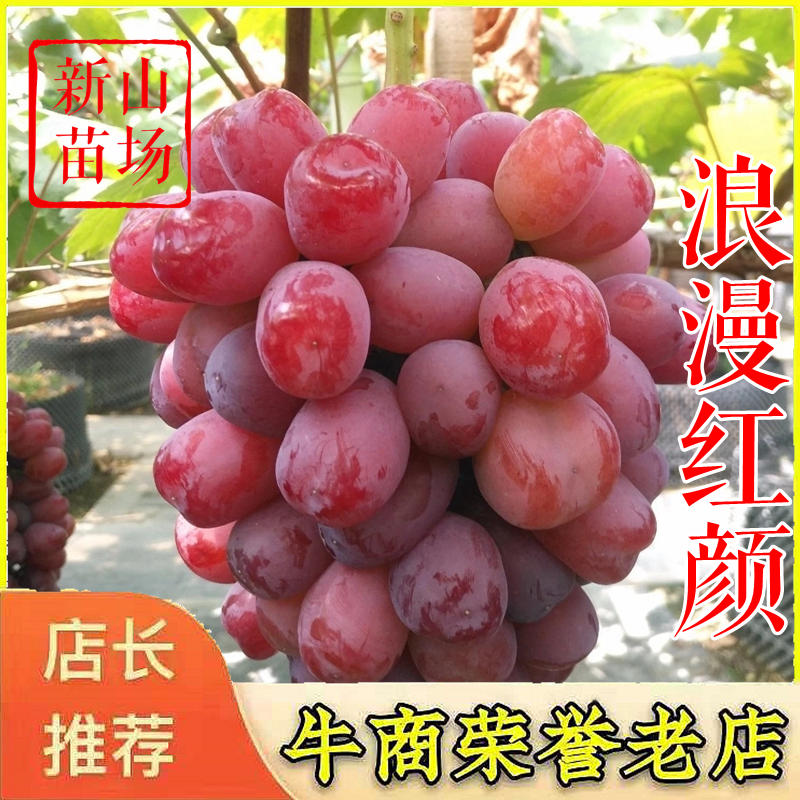 浪漫红颜葡萄苗中国红玫瑰红夏音嫁接葡萄树苗新品种