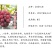 浪漫红颜葡萄苗中国红玫瑰红夏音嫁接葡萄树苗新品种