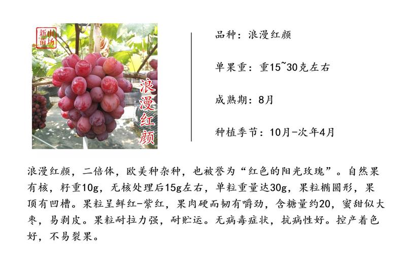 浪漫红颜葡萄苗中国红玫瑰红夏音嫁接葡萄树苗新品种