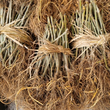 无籽大十果桑苗黑色果桑大什嫁接桑椹桑葚树苗新品种