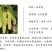 香金葚果桑苗金香葚台湾白长果桑树苗嫁接桑椹桑葚树苗
