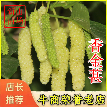 香金葚果桑苗金香葚台湾白长果桑树苗嫁接桑椹桑葚树苗