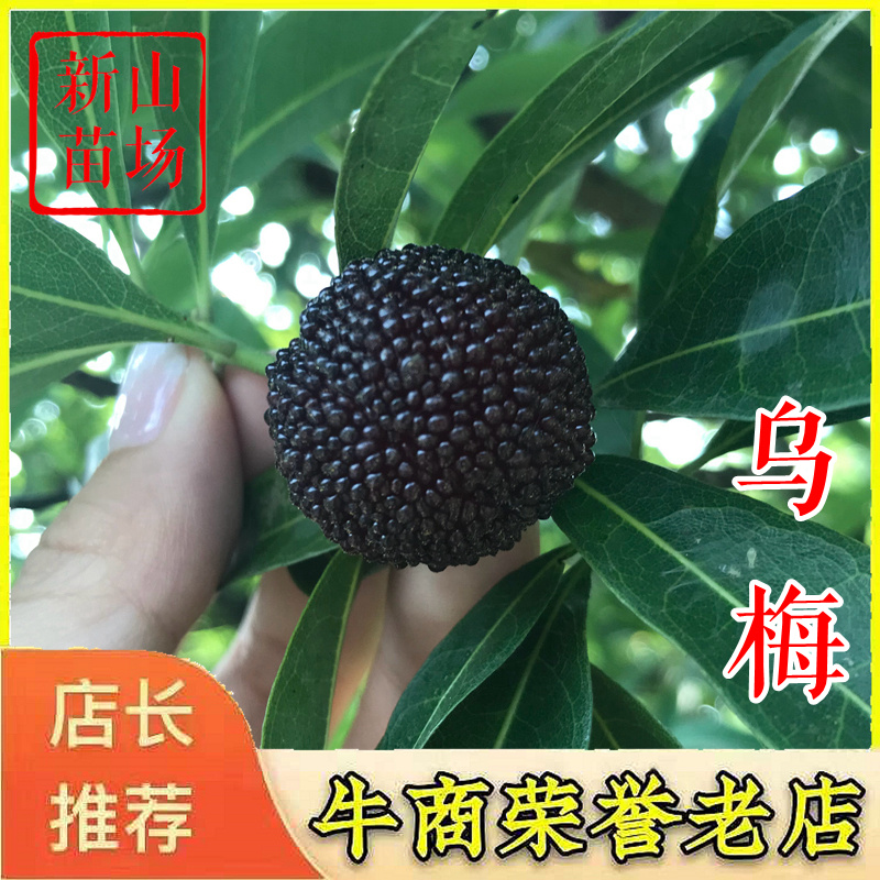 乌梅苗乌梅树苗黑炭荸荠台梅王子安海