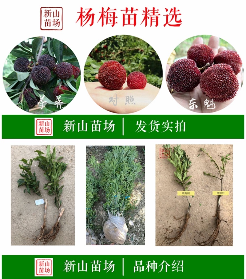 乌梅苗乌梅树苗黑炭荸荠台梅王子安海