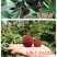 乌梅苗乌梅树苗黑炭荸荠台梅王子安海