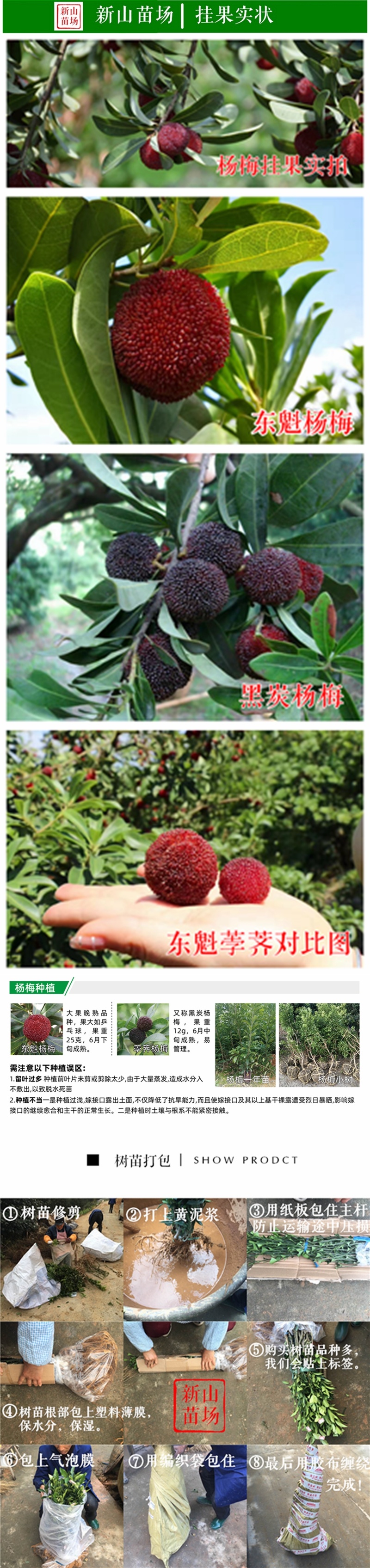 乌梅苗乌梅树苗黑炭荸荠台梅王子安海