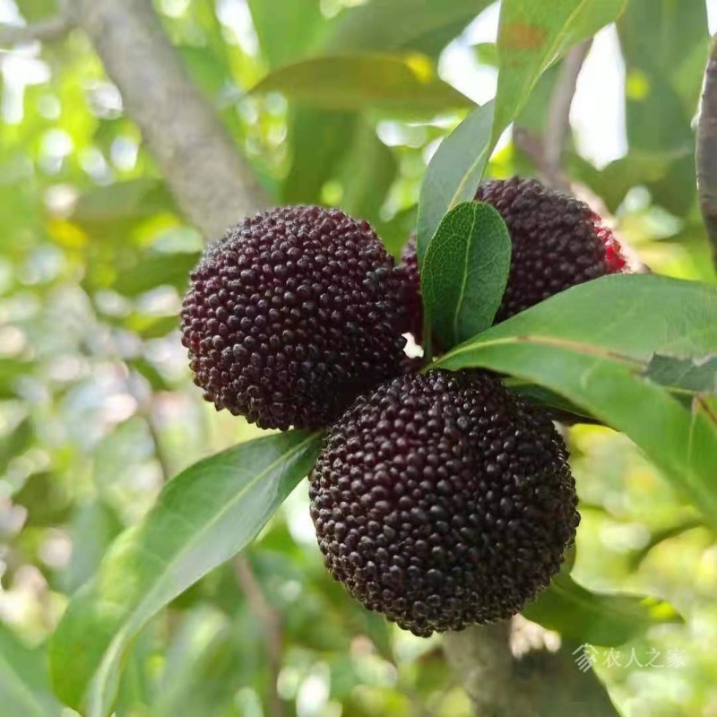 乌梅苗乌梅树苗黑炭荸荠台梅王子安海
