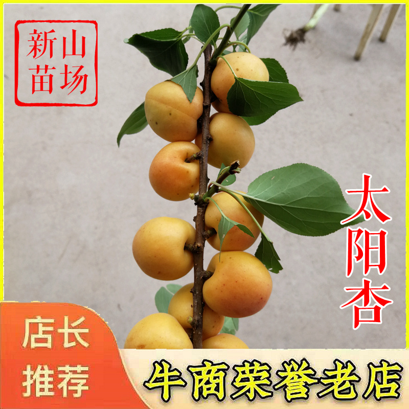 杏树苗珍珠油杏金皇后金太阳杏荷兰香蜜杏杏梅苗