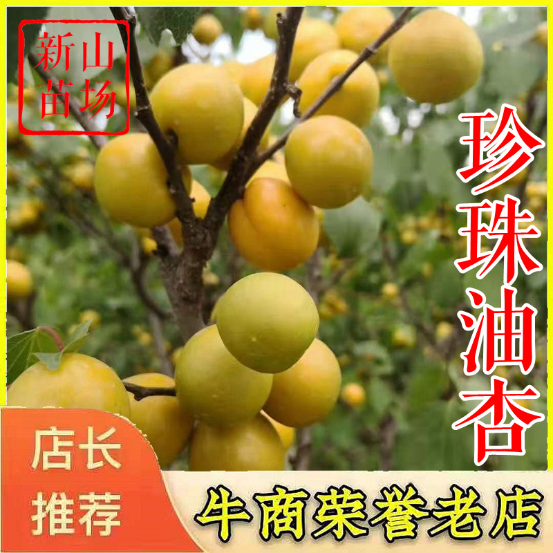 杏树苗珍珠油杏金皇后金太阳杏荷兰香蜜杏杏梅苗