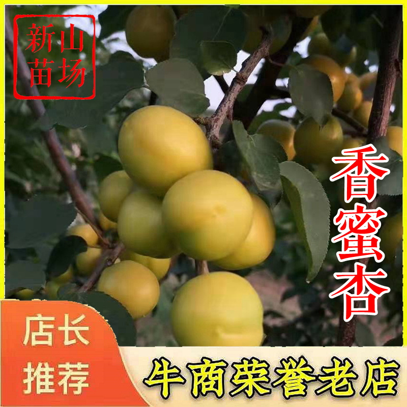 杏树苗珍珠油杏金皇后金太阳杏荷兰香蜜杏杏梅苗