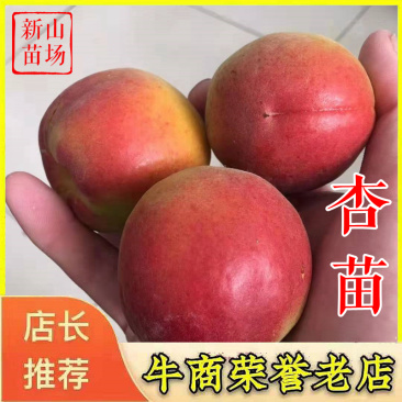 杏树苗珍珠油杏金皇后金太阳杏荷兰香蜜杏杏梅苗