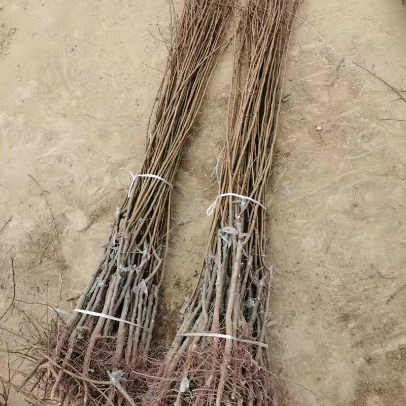 杏树苗珍珠油杏金皇后金太阳杏荷兰香蜜杏杏梅苗