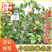 白花油茶苗长林5340183号嫁接良种油茶树苗