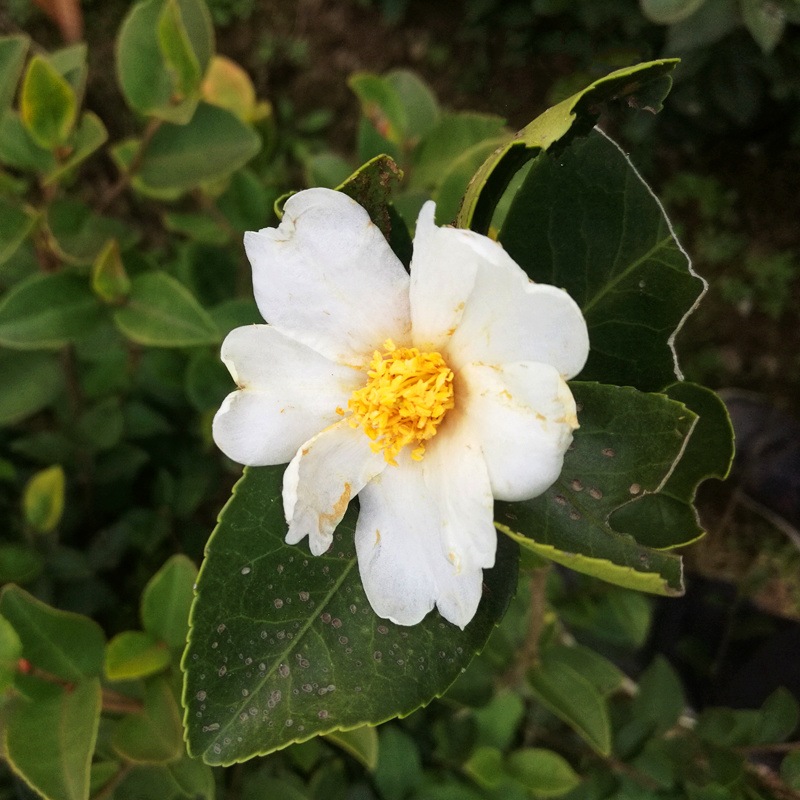 白花油茶苗长林5340183号嫁接良种油茶树苗
