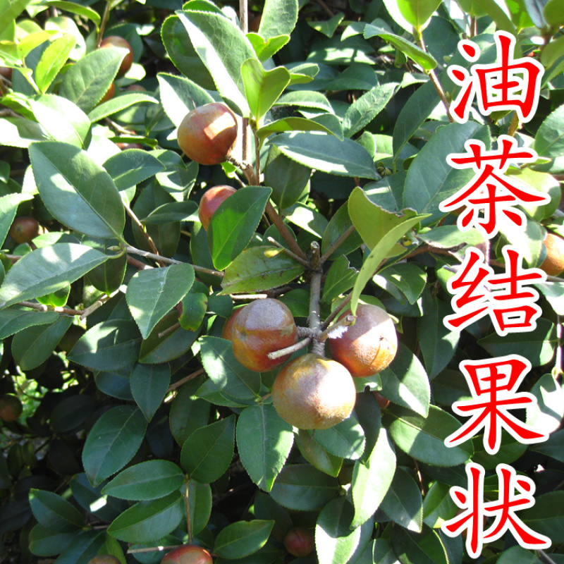 白花油茶苗长林5340183号嫁接良种油茶树苗