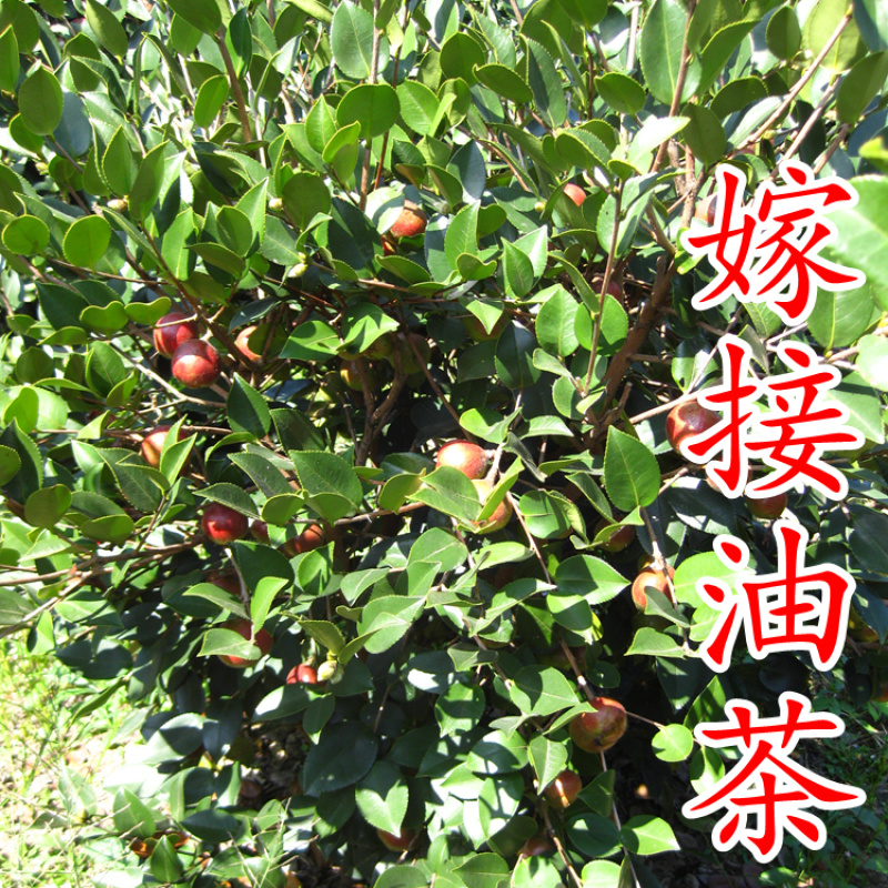 白花油茶苗长林5340183号嫁接良种油茶树苗