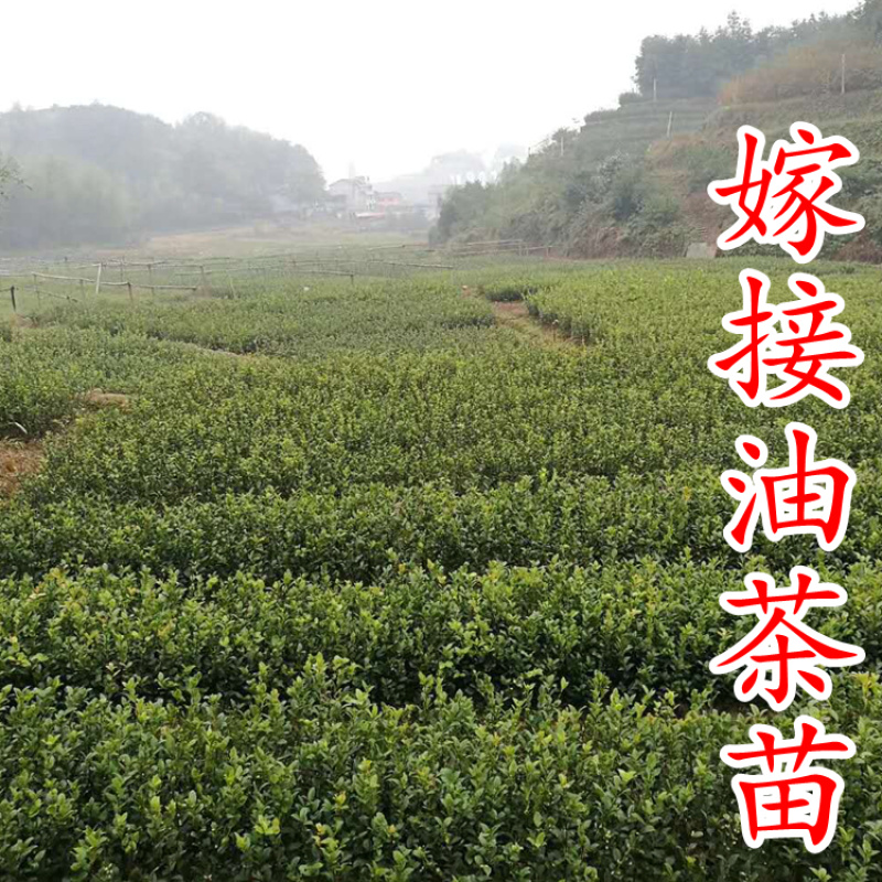 白花油茶苗长林5340183号嫁接良种油茶树苗