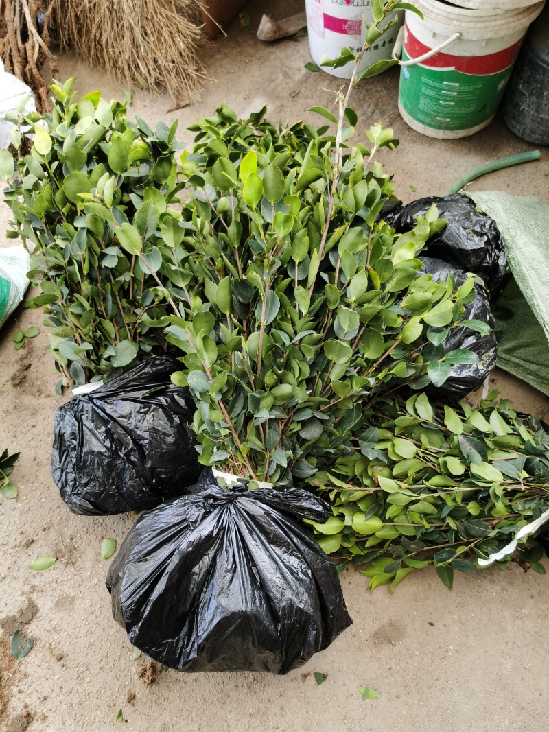 白花油茶苗长林5340183号嫁接良种油茶树苗