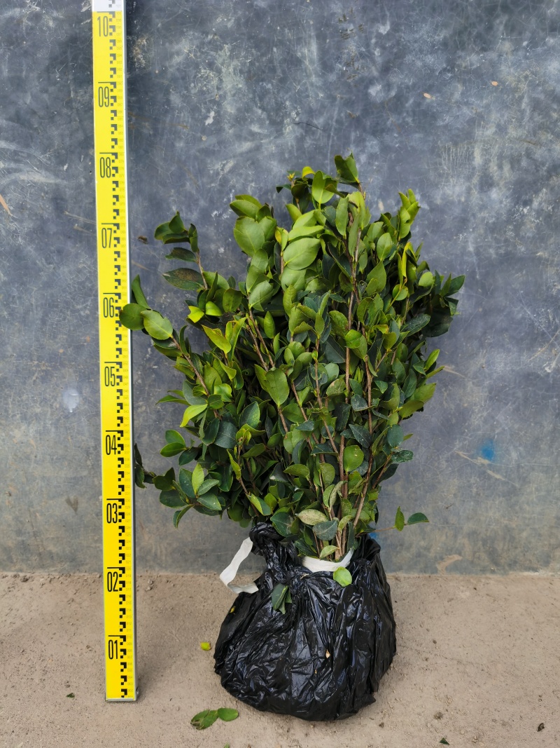 白花油茶苗长林5340183号嫁接良种油茶树苗