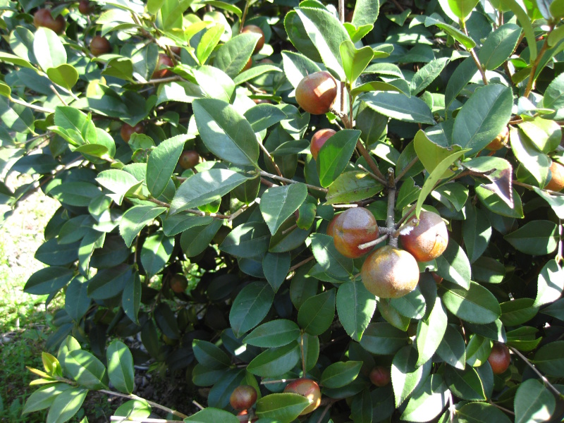 白花油茶苗长林5340183号嫁接良种油茶树苗
