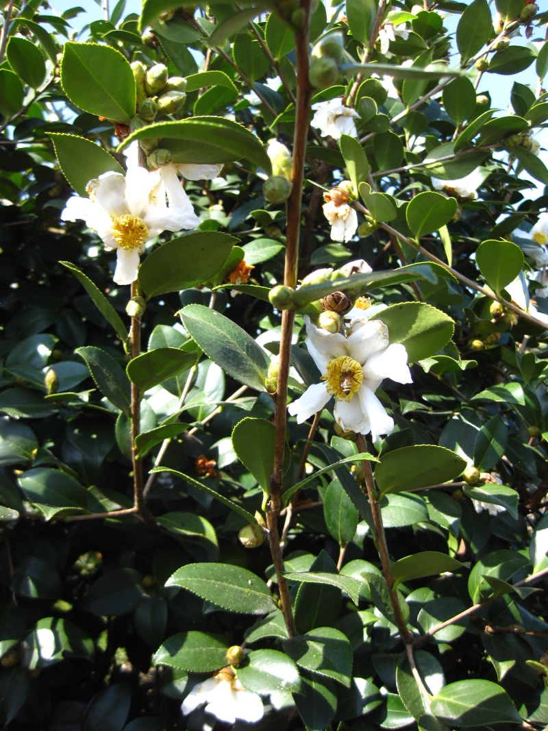 白花油茶苗长林5340183号嫁接良种油茶树苗