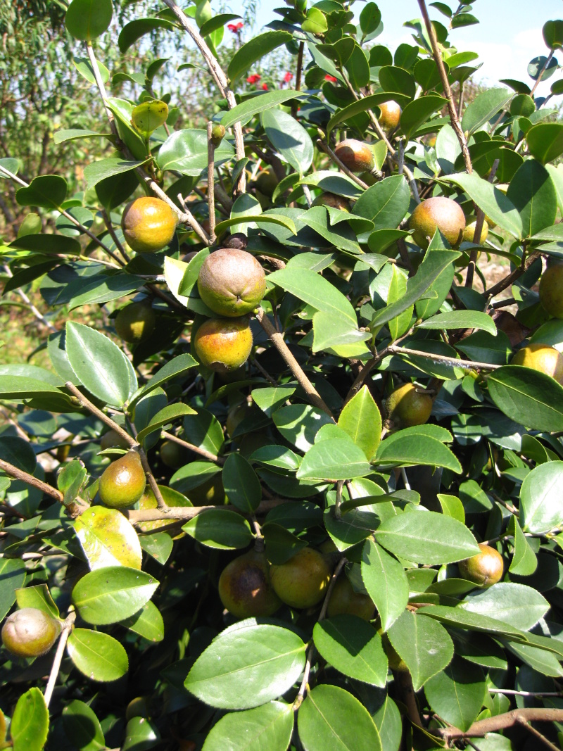 白花油茶苗长林5340183号嫁接良种油茶树苗