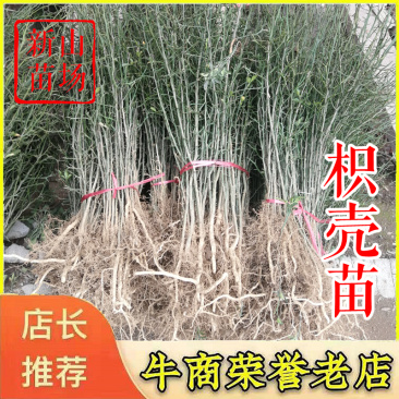 枳壳苗构桔狗头橙枸橘苗刺桔枳壳砧构桔苗篱笆
