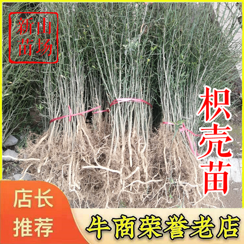 枳壳苗构桔狗头橙枸橘苗刺桔枳壳砧构桔苗篱笆