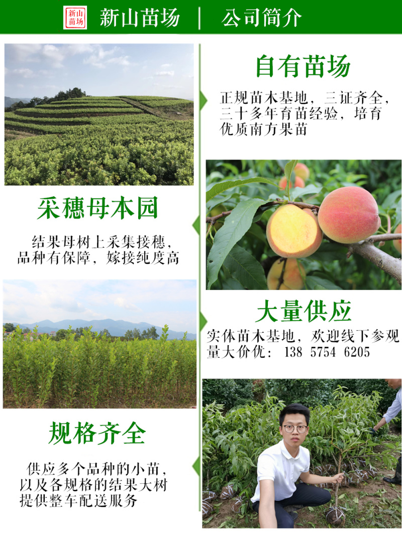 枳壳苗构桔狗头橙枸橘苗刺桔枳壳砧构桔苗篱笆