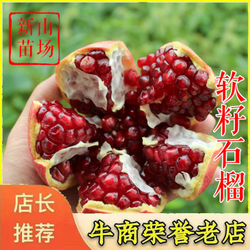 突尼斯软籽石榴树苗泰山红无籽黑籽石榴苗软籽石榴苗
