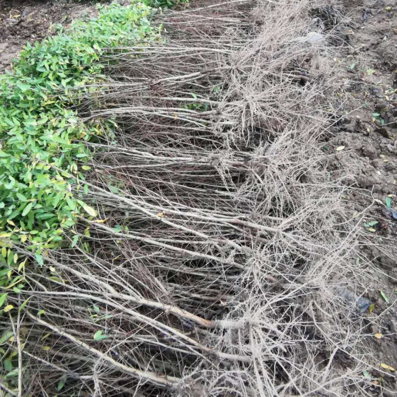 突尼斯软籽石榴树苗泰山红无籽黑籽石榴苗软籽石榴苗