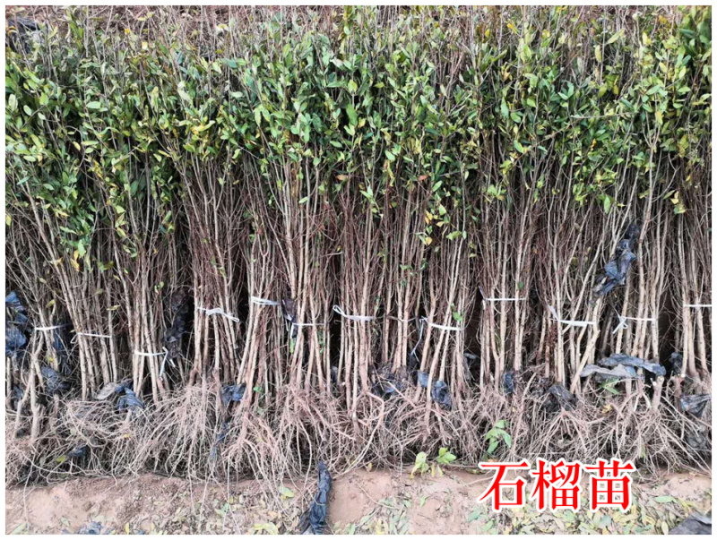 突尼斯软籽石榴树苗泰山红无籽黑籽石榴苗软籽石榴苗