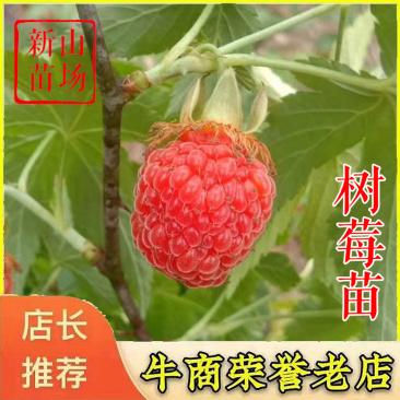 掌叶覆盆子苗双季红树莓苗黑树莓苗黄树莓苗