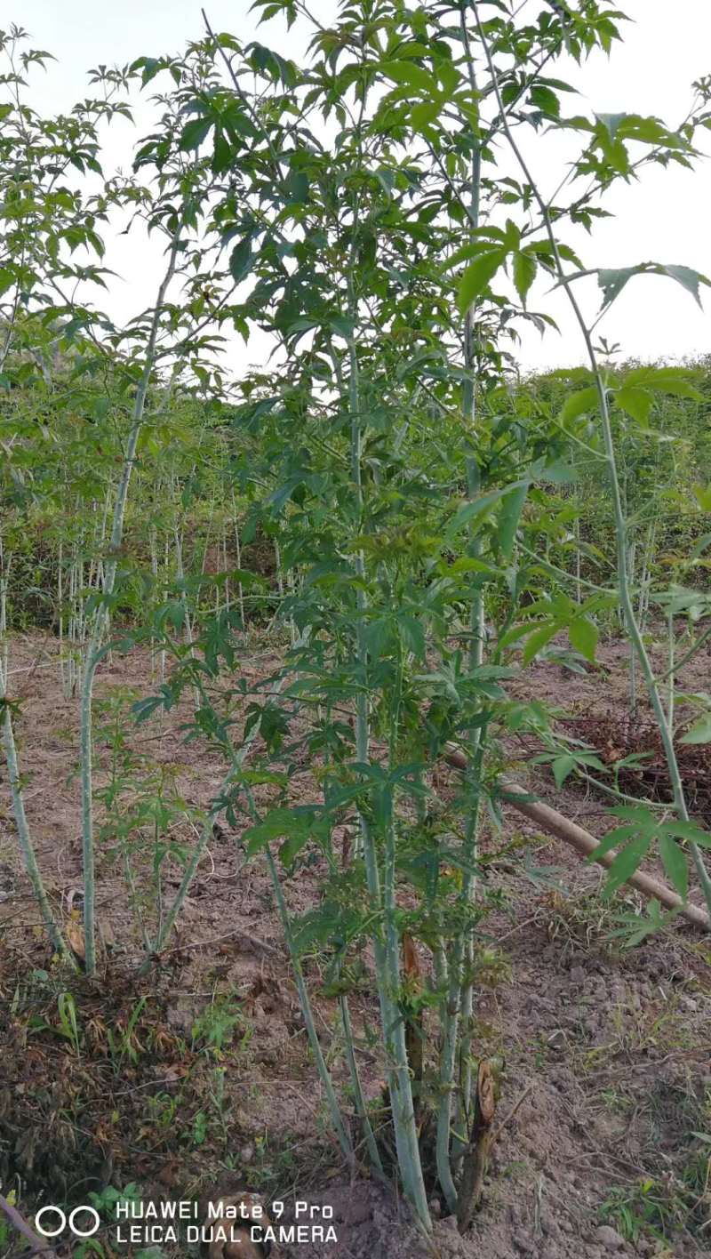 掌叶覆盆子苗双季红树莓苗黑树莓苗黄树莓苗