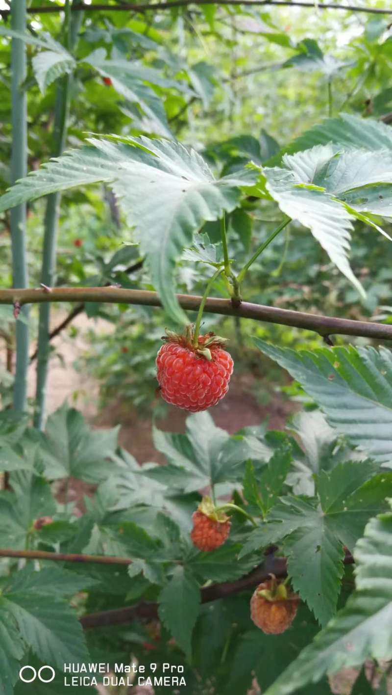 掌叶覆盆子苗双季红树莓苗黑树莓苗黄树莓苗