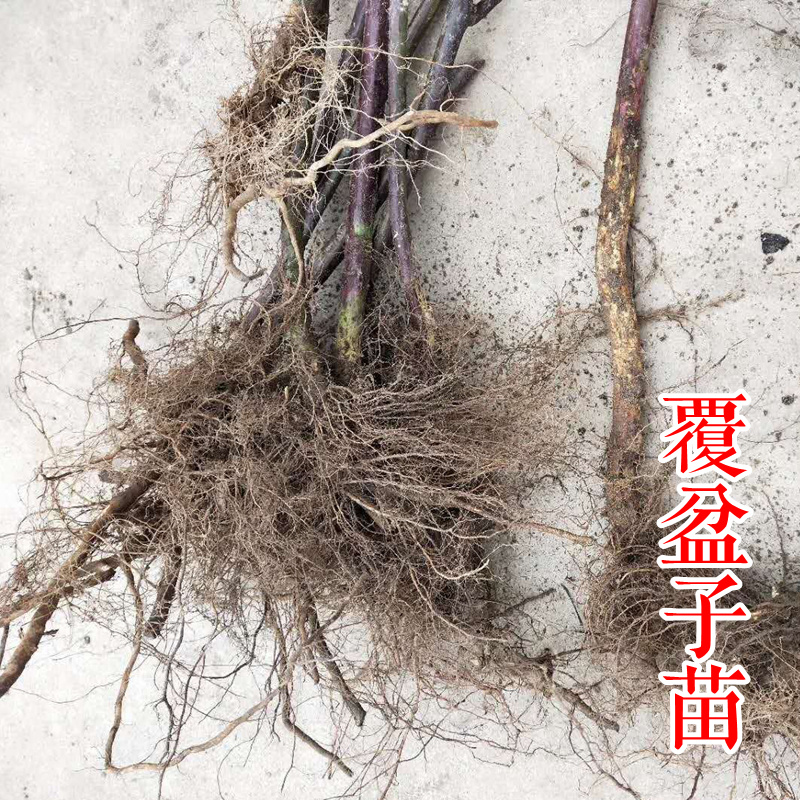 掌叶覆盆子苗双季红树莓苗黑树莓苗黄树莓苗