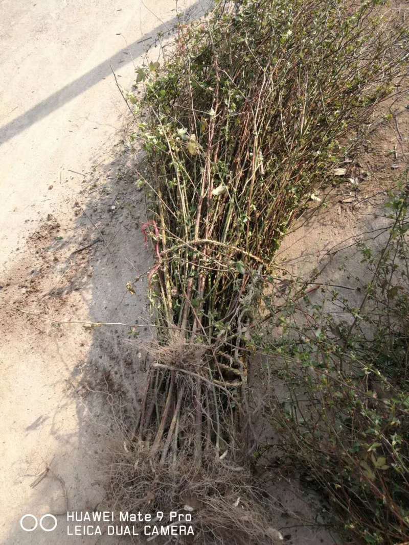 掌叶覆盆子苗双季红树莓苗黑树莓苗黄树莓苗