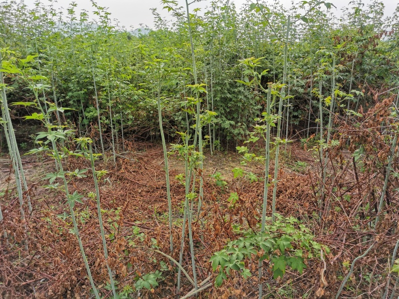 掌叶覆盆子苗双季红树莓苗黑树莓苗黄树莓苗