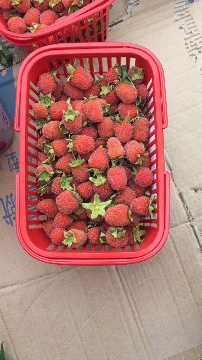 掌叶覆盆子苗双季红树莓苗黑树莓苗黄树莓苗