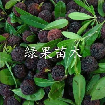 台湾黑高峰杨梅苗黑炭梅乌酥基地果苗现挖现发包邮