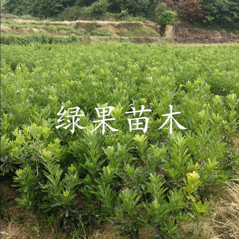 台湾黑高峰杨梅苗黑炭梅乌酥基地果苗现挖现发包邮