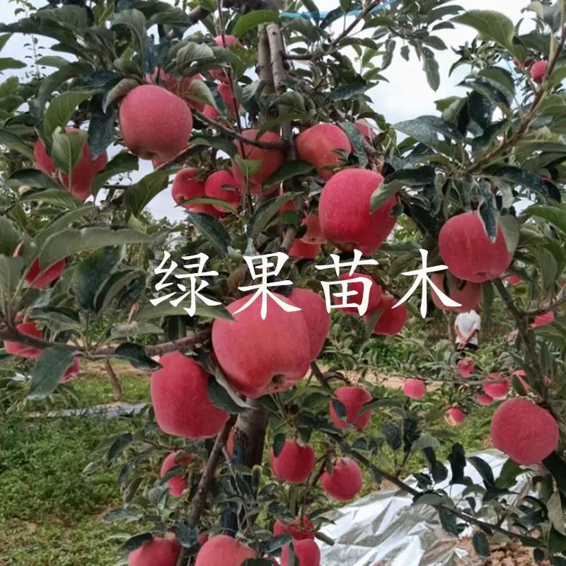 苹果苗中秋王苹果苗果苗提供技术指导