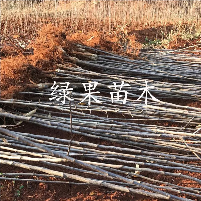 苹果苗中秋王苹果苗果苗提供技术指导