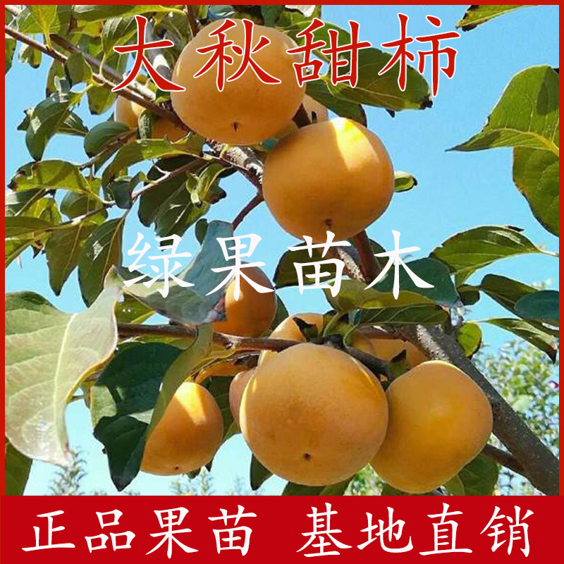 大秋甜柿苗太秋甜柿子树苗脆甜柿果苗