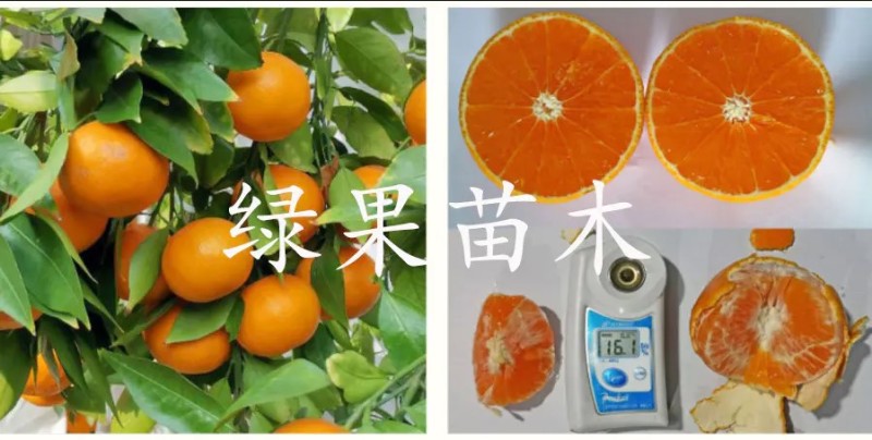 柑桔苗黄美人柑橘苗爱媛68号橘子苗黄美人桔苗橘子树苗