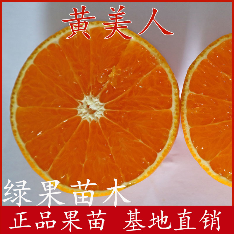 柑桔苗黄美人柑橘苗爱媛68号橘子苗黄美人桔苗橘子树苗