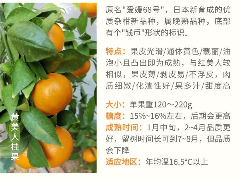 柑桔苗黄美人柑橘苗爱媛68号橘子苗黄美人桔苗橘子树苗